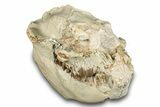 Fossil Oreodont (Leptauchenia) Skull - South Dakota #284206-3